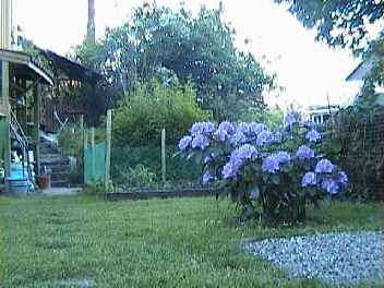rododendron.jpg