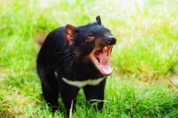 Tasmanien devil