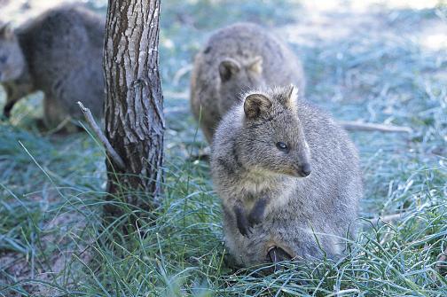 Quokka, �r�ttorna
