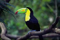 toucan.jpg